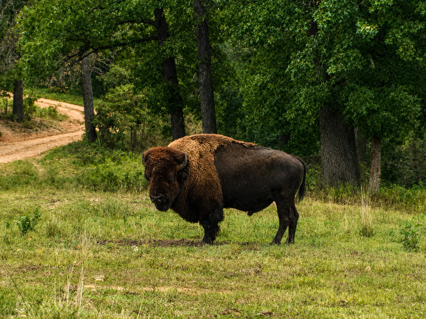 American bison in a clearing in the Ozark preserve