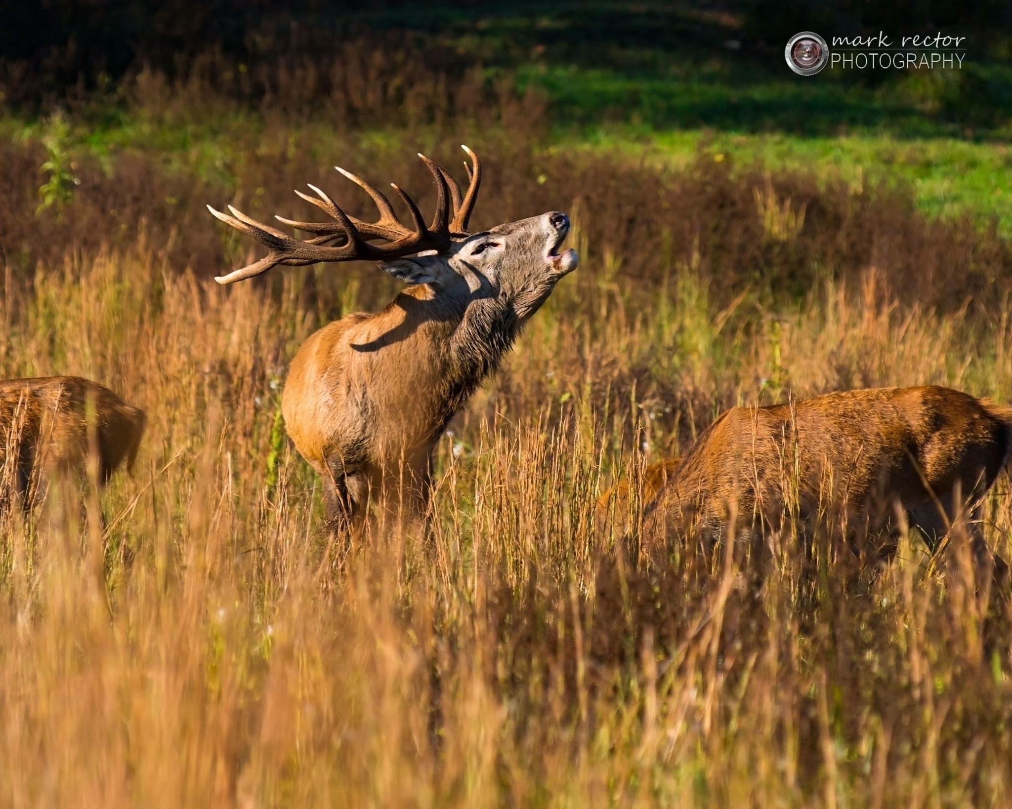 Red stag on the OAC property